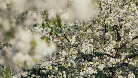 Cerasus-Florece-En-Abundancia-Una-Enorme-Flor-Blanca-En-Varios-árboles-Durante-La-Primavera