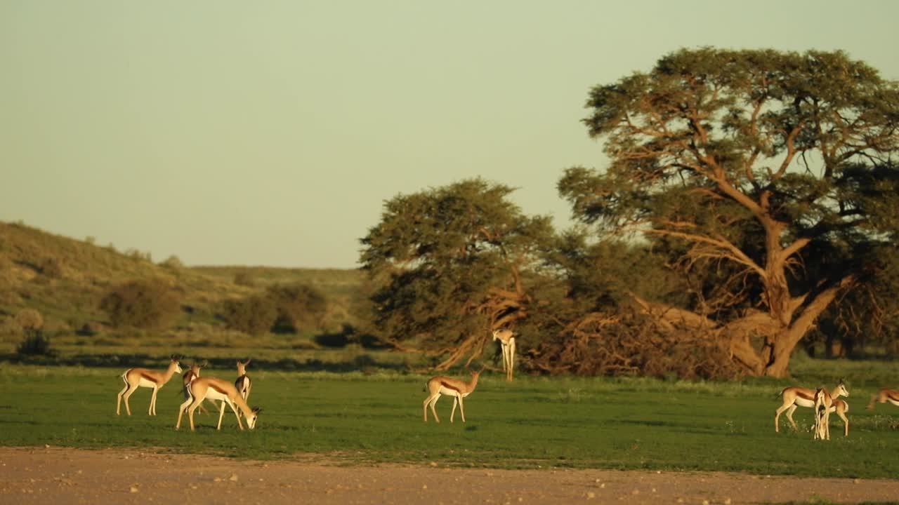 hermoso paisaje que muestra una manada de gacelas en la luz dorada, parque transfronterizo kgalagadi