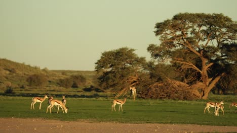 Wunderschöne-Landschaft-Mit-Einer-Herde-Springböcke,-Die-Im-Goldenen-Licht-Herumtollen,-Kgalagadi-Transfrontier-Park