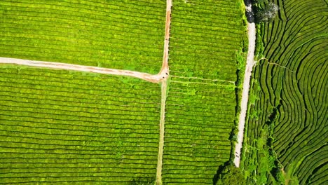 la plantación de té cha gorreana en são miguel, azores, vista desde arriba, que muestra campos verdes y exuberantes