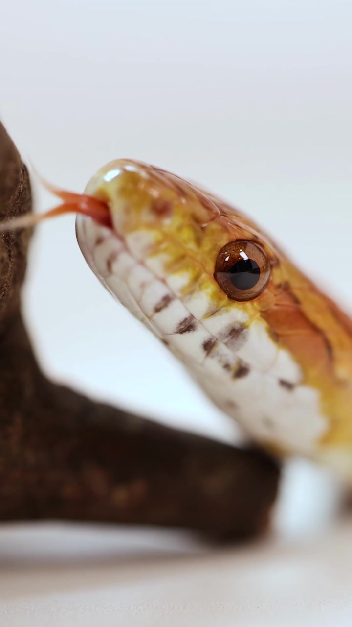 Un serpente del grano si muove e fa scattare la lingua
