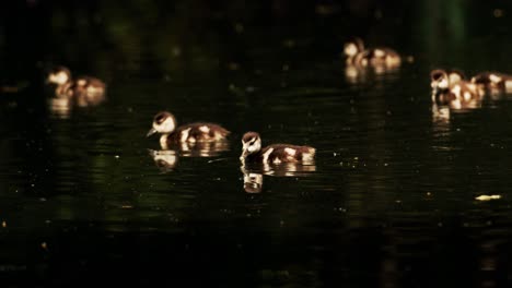 Babygänse-Auf-Dem-Teich