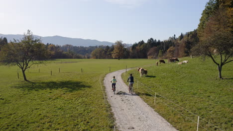 two people cycle, enjoying the countryside, peaks, and meadow with cattle, drone