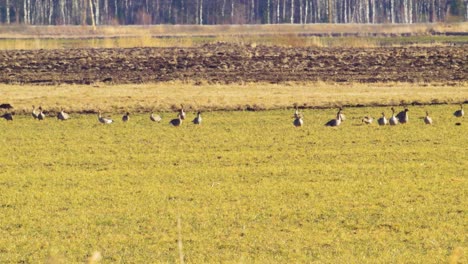 group of bean goose in sunny spring day eating in agricultural field during spring migration, farming agriculture and food production, medium shot from a distance