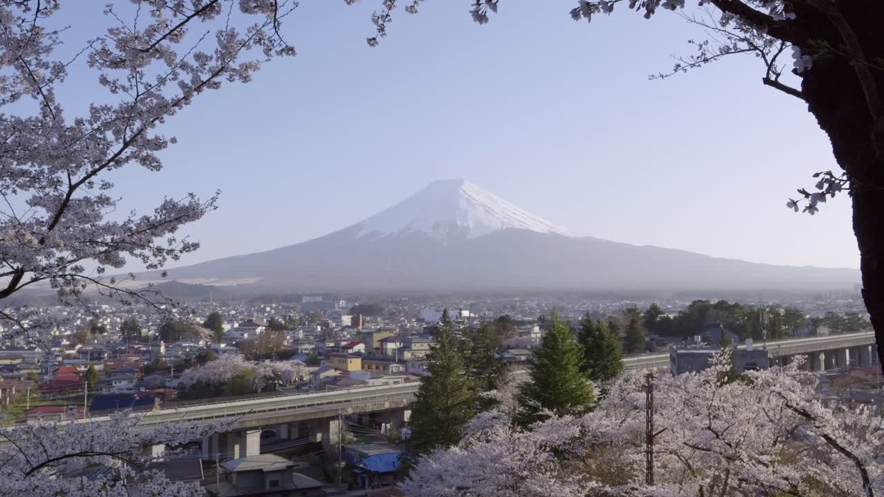 Mt. Fuji perfectly framed by cherry blossoms, wide open dolly in shot