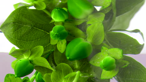 close-up of green plants in water