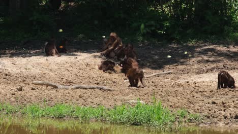 A-troop-under-the-shade-of-trees-with-infants-watching-others-dig-and-feed-on-minerals