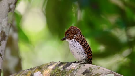 A-tree-kingfisher-and-one-of-the-most-beautiful-birds-found-in-Thailand-within-tropical-rain-forests