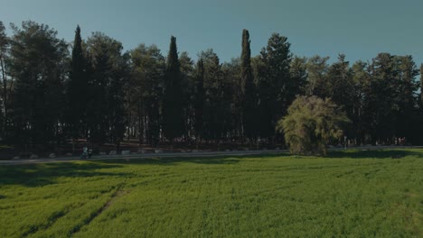 drone shot at low altitude above secret green wheat fields in the middle of a large forest, fast movement that creates motion blur - sunny winter day push in shot