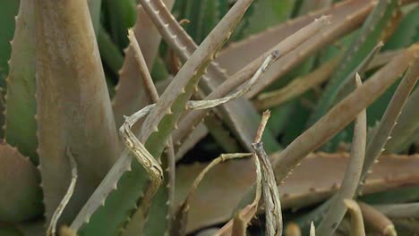 hermosa planta de cactus verde con tono naranja en áfrica occidental vista de cerca