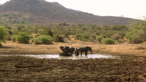 Safari-Africano