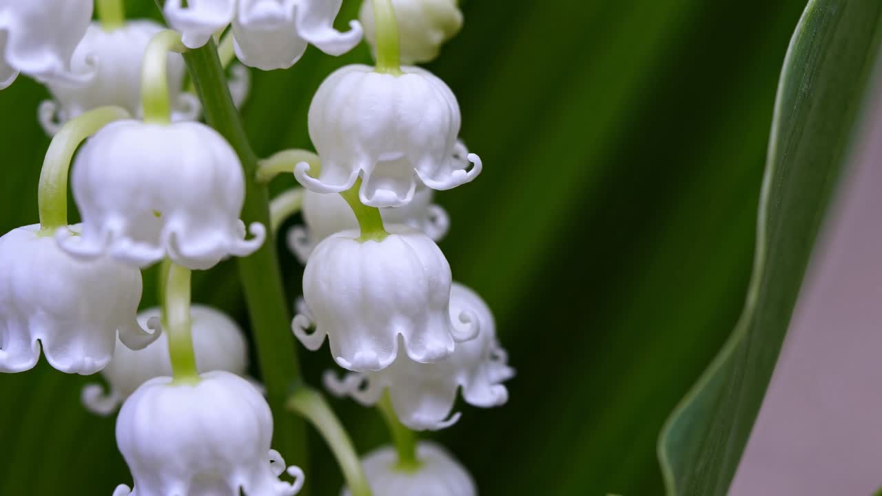 Video ravvicinato di delicati fiori bianchi su uno sfondo verde sfocato