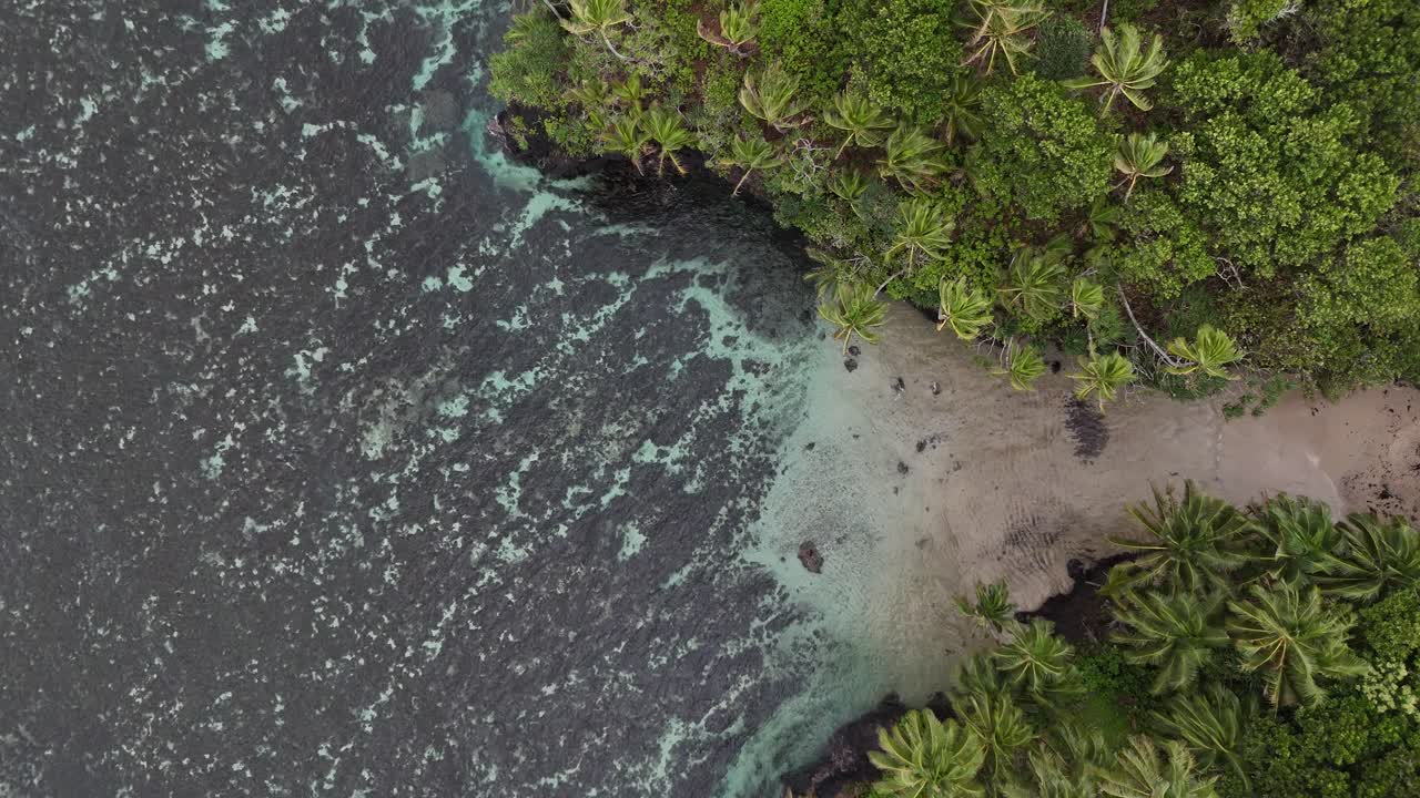 Drone-close-up over den tætte, grønne trækroner i en uspoleret tropisk regnskov i Samoa, der illustrerer den frodige biodiversitet og fjerne vildmark i Polynesien