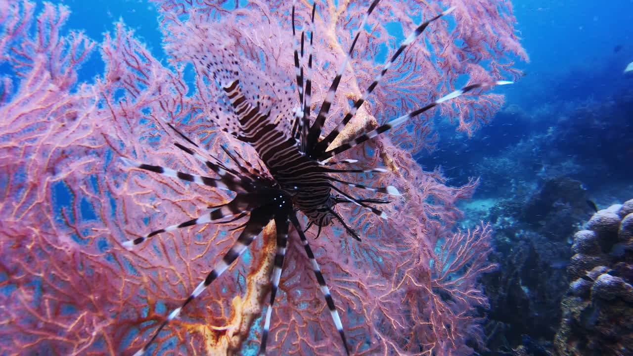 물이 더 깊을수록 물고기는 더 이국적입니다.