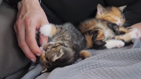 slow motion shot of a kitten playing with human hand