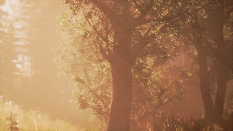 Sonne-Geht-In-Einem-Wald-Mit-Nebel-Auf