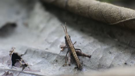 macro-clips-of-a-grasshopper-on-a-leaf