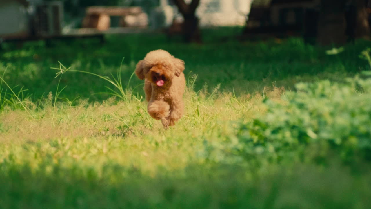 perro de raza de caniche de pelo rojo caminando en cámara lenta en el parque de hierba verde