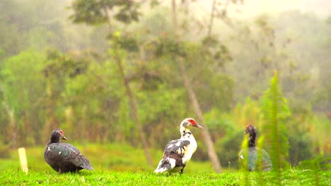 Enten-Stehen-Unter-Regen