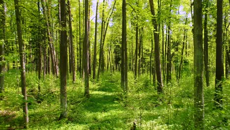 flying between the trees in the spring forest.