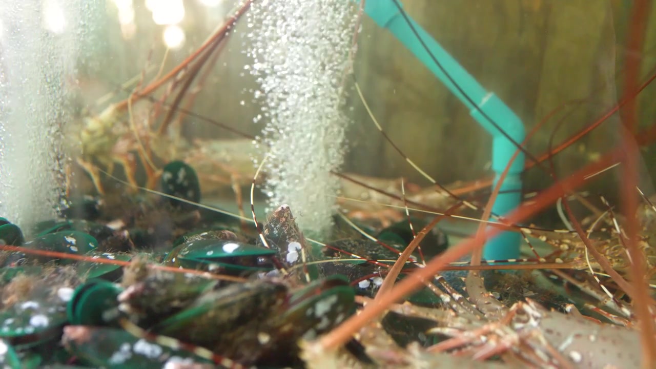 Aragoste e cozze vive in un acquario aerato di un ristorante.