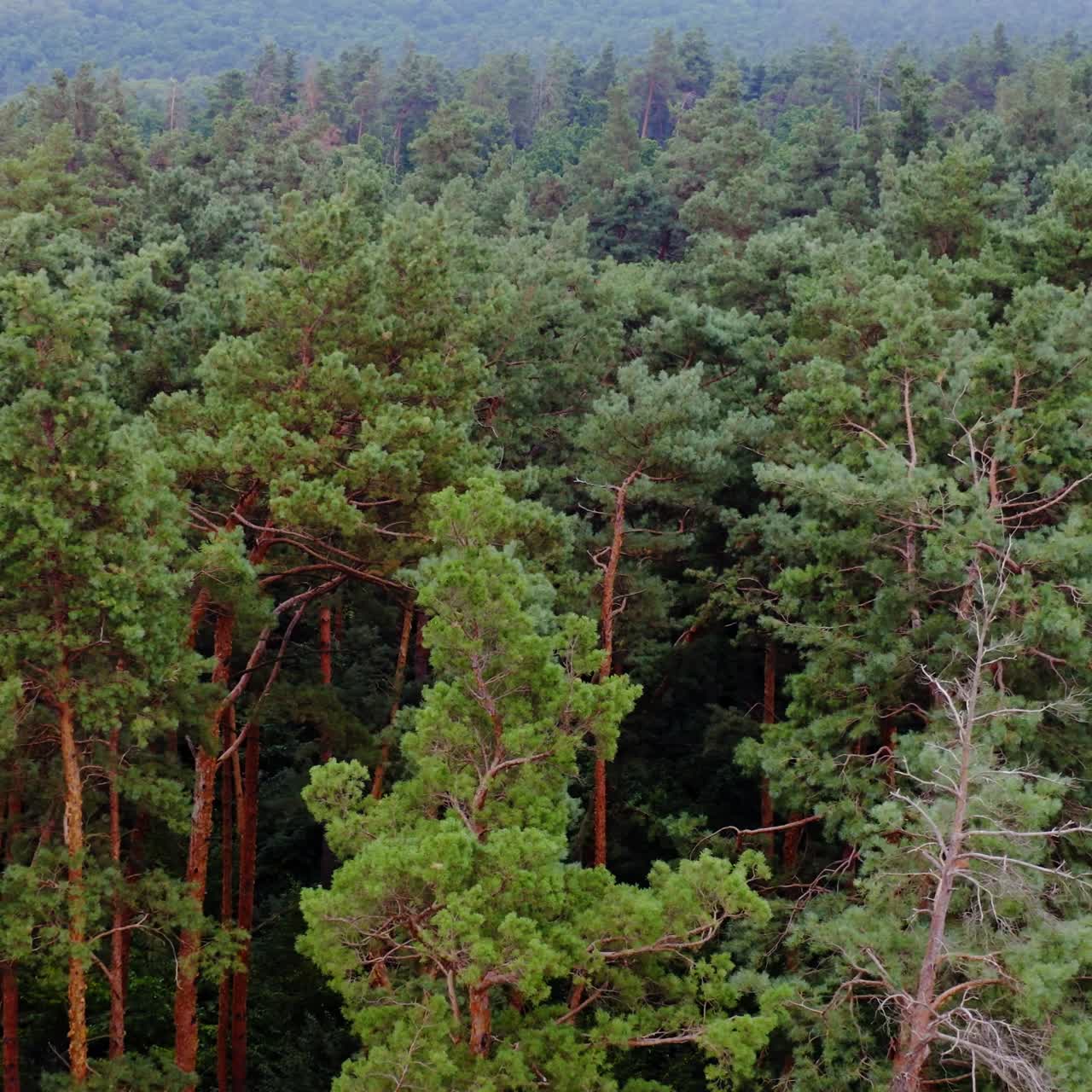 Woodland with pine trees. Forest background. Coniferous trees. Tranquil atmosphere of forest in the morning. Camera moves to the right. Drone view.