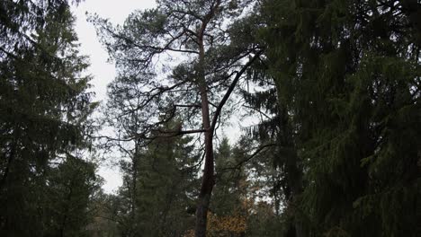 Hoher-Baum-In-Einem-Tiefen-Wald