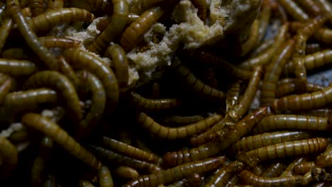 the mealworm is a species of darkling beetle used to feed pets like fish, snakes, birds, and frogs