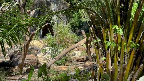 jungle zoo habitat