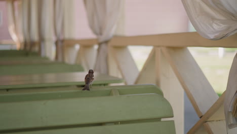 funny sparrow shakes tail and flies away in street cafe