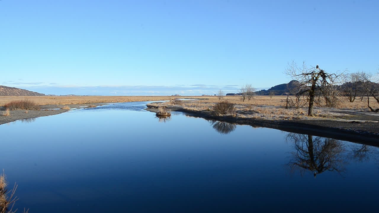 알래스카 코디악 섬의 바다 근처 평화로운 강 옆에 있는 나무에 외로운 대머리 독수리가 앉아 있습니다.