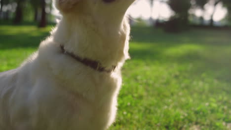 Smart-golden-retriever-standing-on-hind-paws-in-park-closeup.-Outdoor-exercising