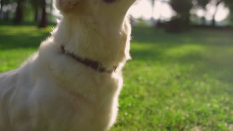 smart golden retriever standing on hind paws in park closeup. outdoor exercising