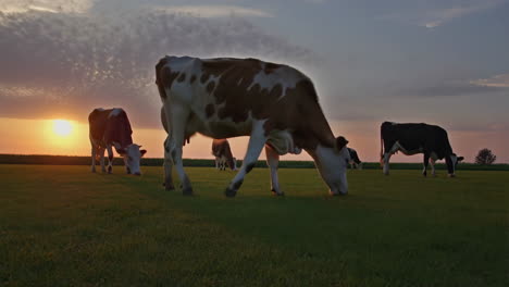 cows grazing in a field at sunset