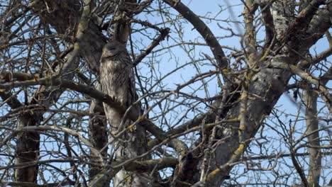 búho gris en un árbol a principios de la primavera
