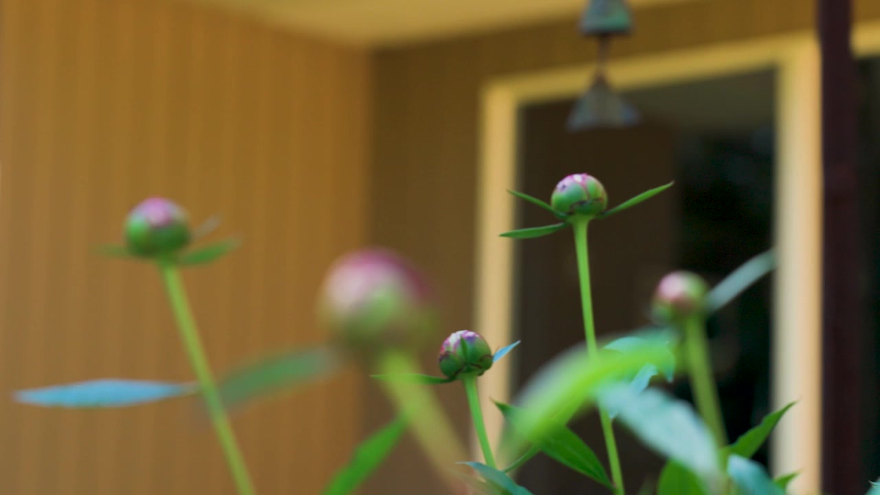 Lush plant stalks thriving in summer weather.