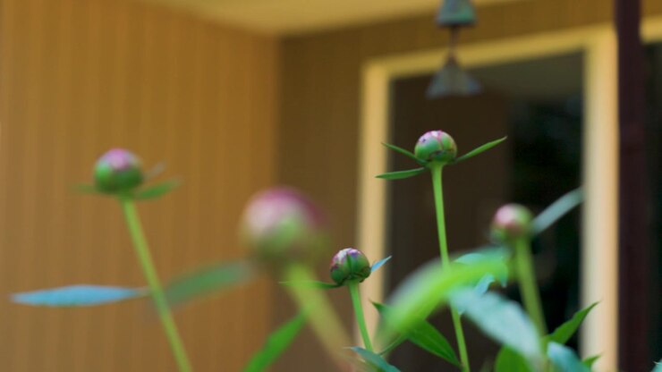 Lush plant stalks thriving in summer weather.
