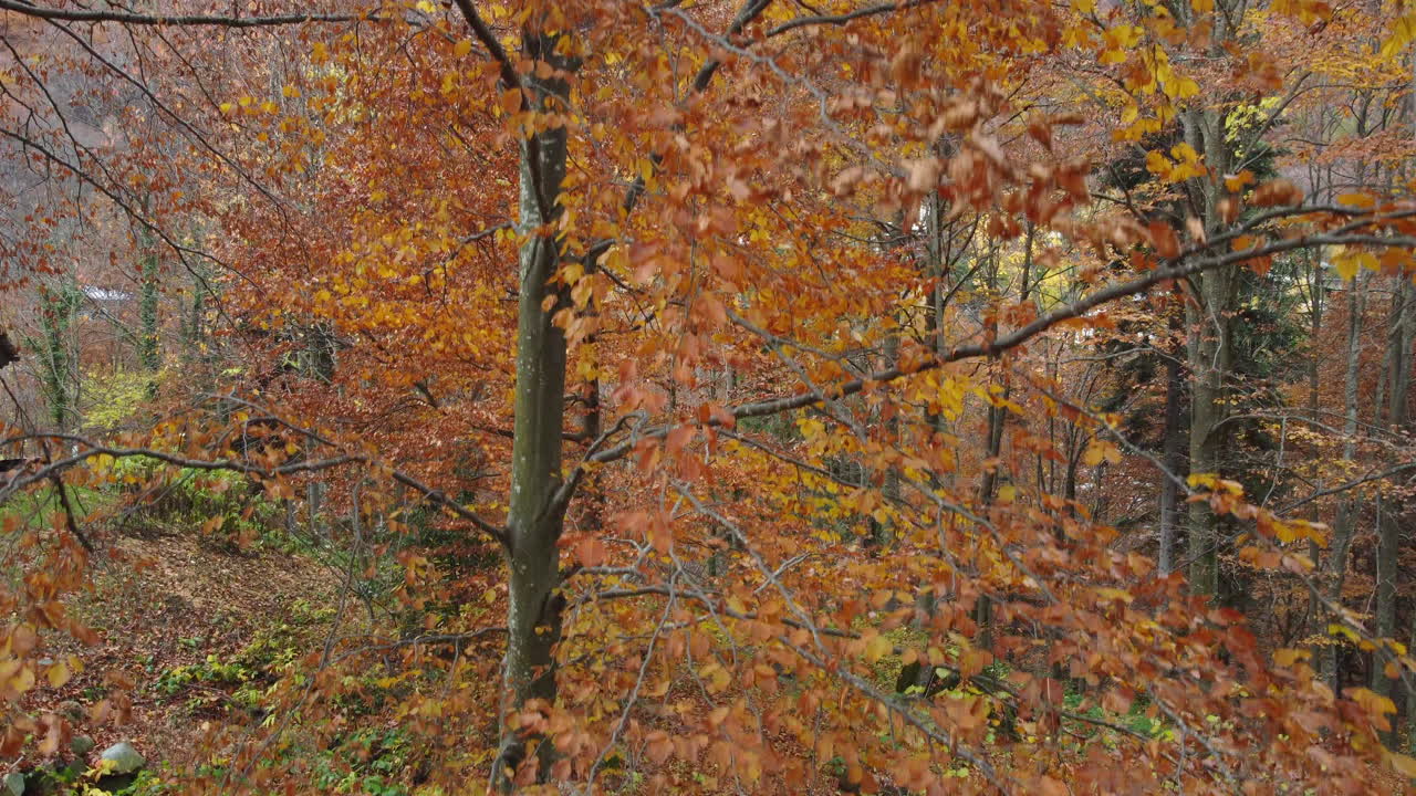 árboles del bosque de otoño follaje amarillo y rojo, vista aérea del bosque en temporada de otoño, parque natural colorido
