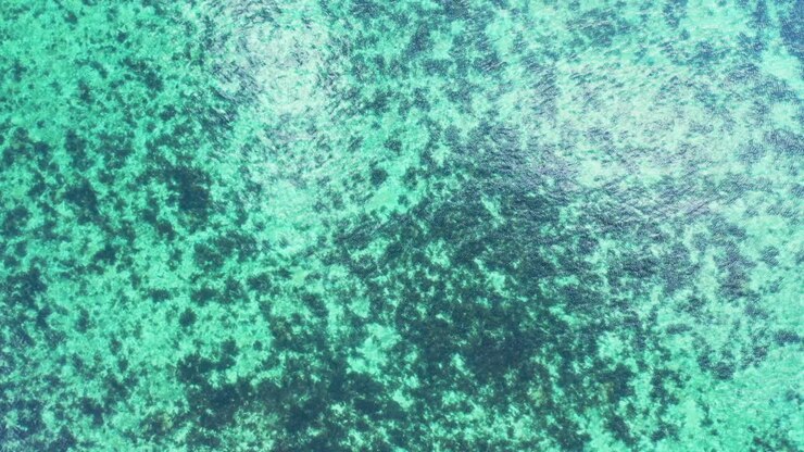 Beautiful sea texture with coral reef patterns under calm clear water of shallow lagoon near coast of tropical island in Dominican Republic