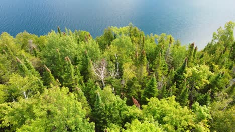Dense-Spruce-Trees-At-The-Shore-Of-Georgian-Bay-In-The-Bruce-Peninsula,-Ontario-Canada