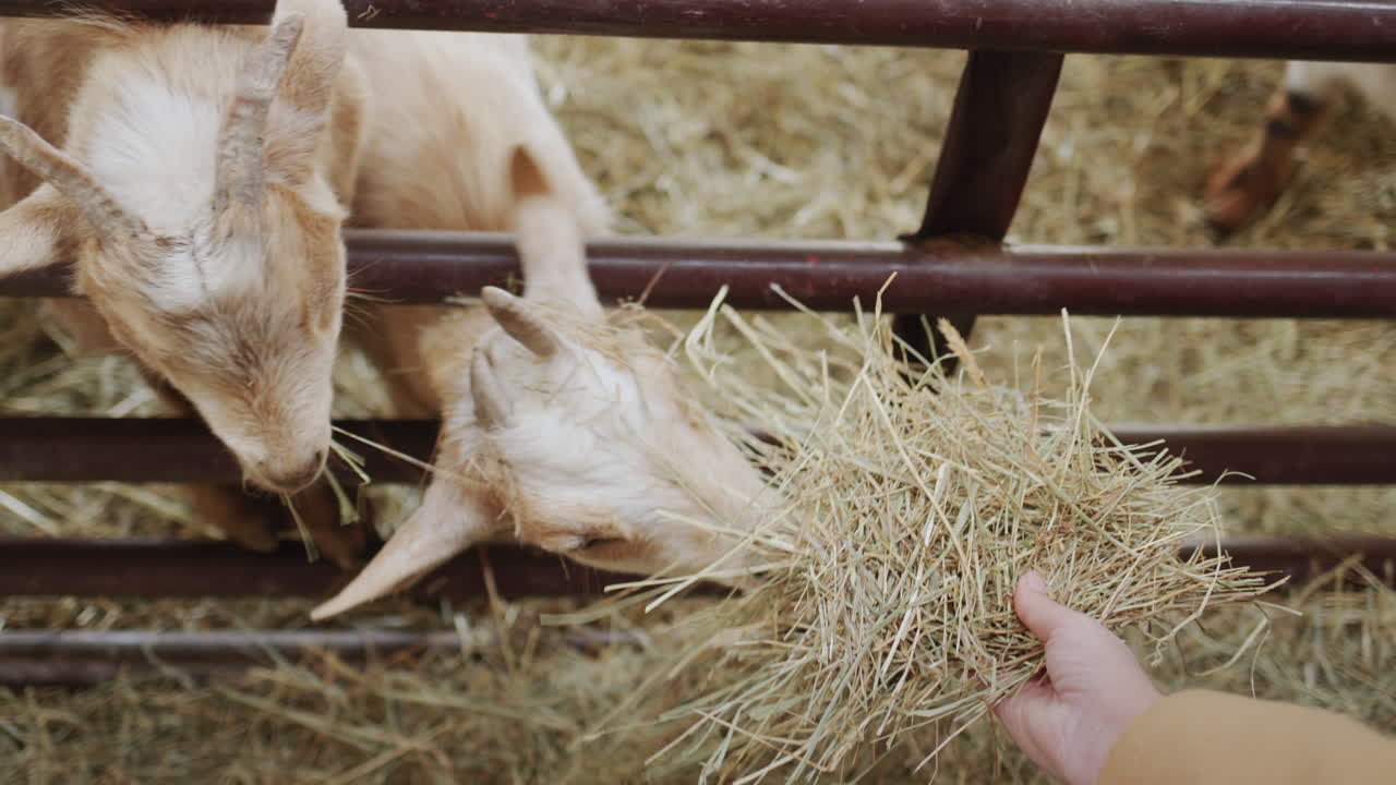 The farmer feeds his beloved goats, hands them hay in his hand. Pov view