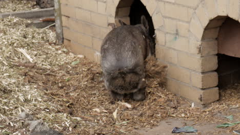 Südlicher-Wombat-Mit-Behaarter-Nase-Betritt-Sein-Gehege-Und-Gräbt-Die-Rinde-Aus