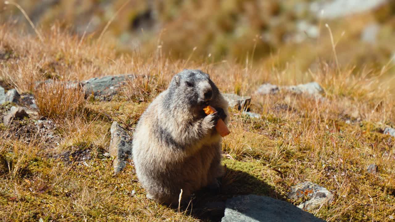 Primo piano di una marmotta alpina che mangia una carota nel suo habitat montano naturale.