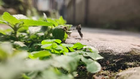 ants move house under macro lens