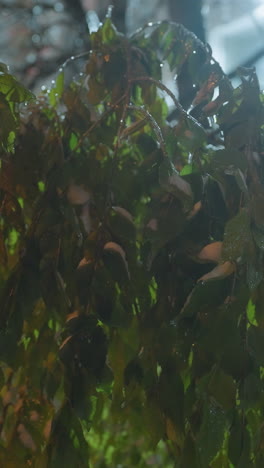 primer plano de hojas verdes vibrantes ligeramente salpicadas de nieve, iluminadas por una luz suave desde arriba, creando una escena serena y tranquila con sutiles detalles y sombras naturales