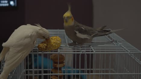 cockatiels enjoying corn on the cob on top of their cage