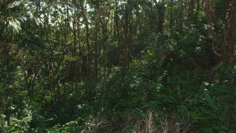 lush green forest