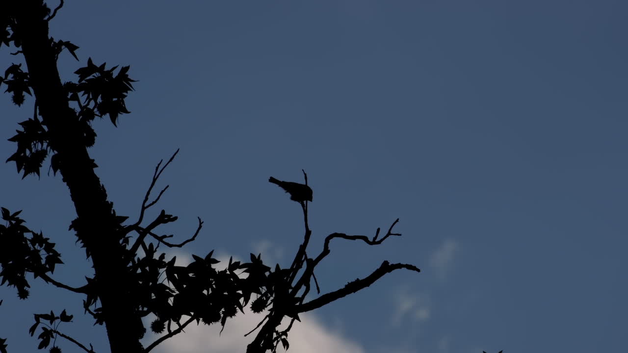 잎이 없는 나뭇가지에 앉아 있는 작은 새의 실루엣