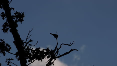 Silhouette-of-small-bird-perched-on-a-leafless-branch