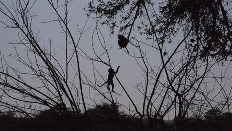 chacma baboon juveniles playing in tree, one trying to grab the others tail, in silhouette